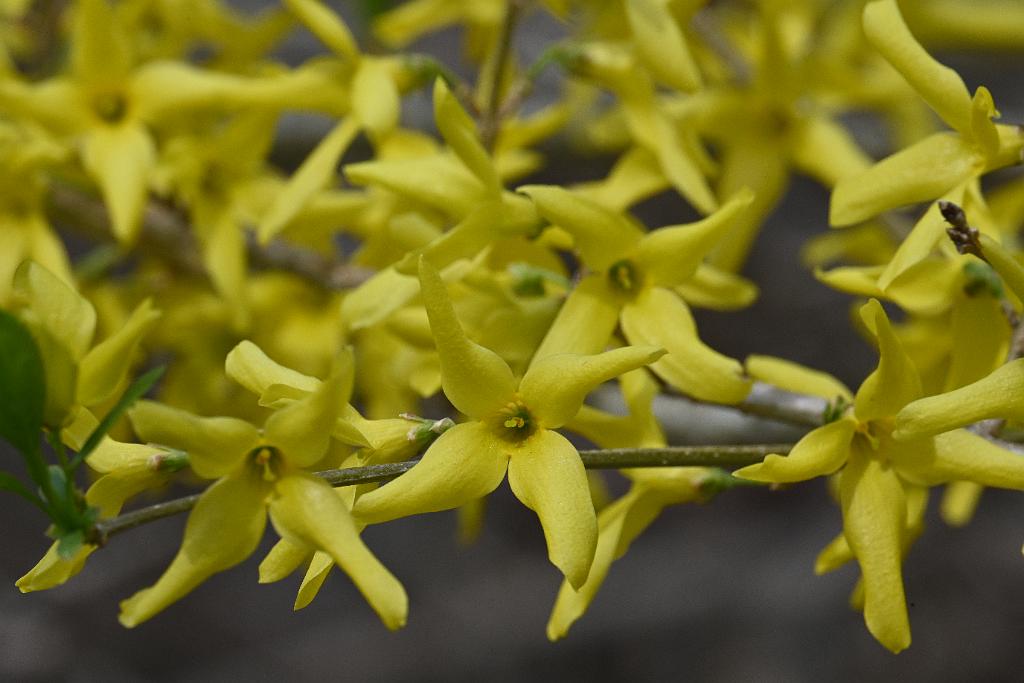 2025-04256567 Broad Meadow Brook, MA.JPG - Forsythia. Broad Meadow Brook Wildlife Sanctuary, MA, 4-25-2025